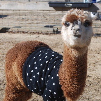 alpaca sweater